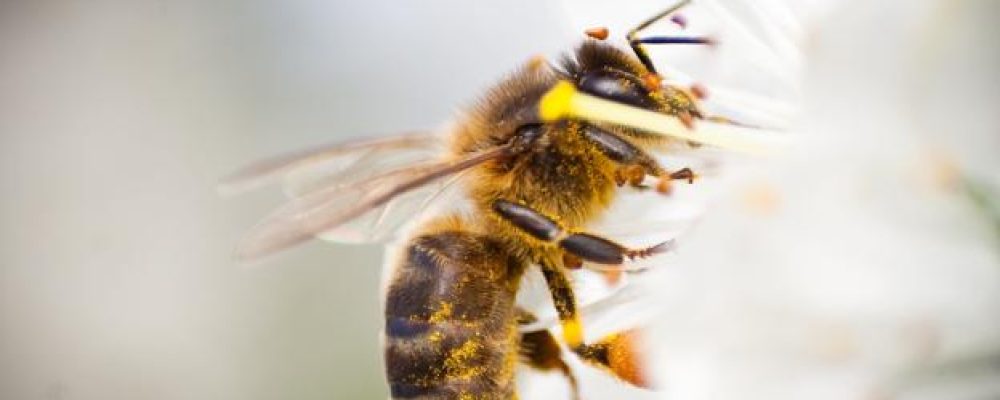 microplásticos en abejas